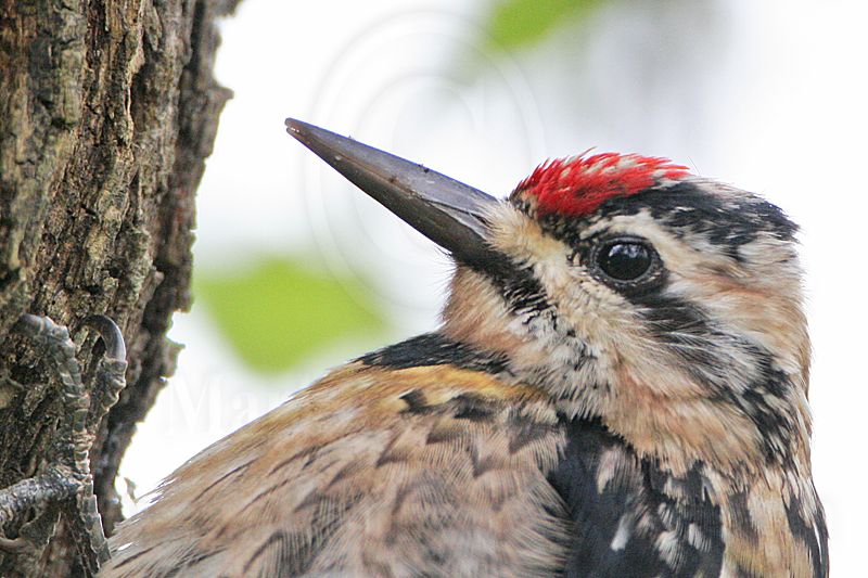 _MG_6563crop Yellow-bellied Sapsucker.jpg