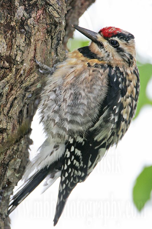 _MG_7342 Yellow-bellied Sapsucker.jpg