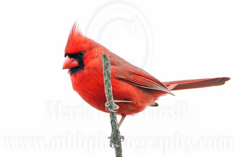_MG_7391 Northern Cardinal.jpg