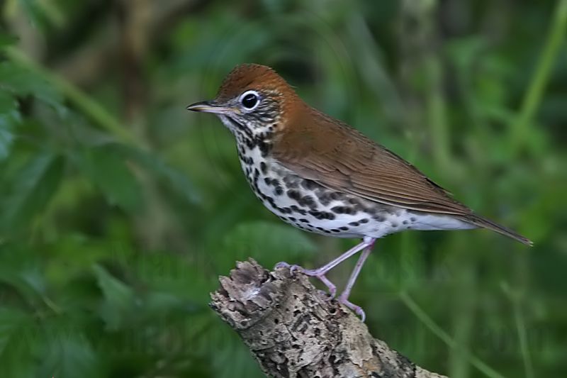 _MG_0943 Wood Thrush.jpg
