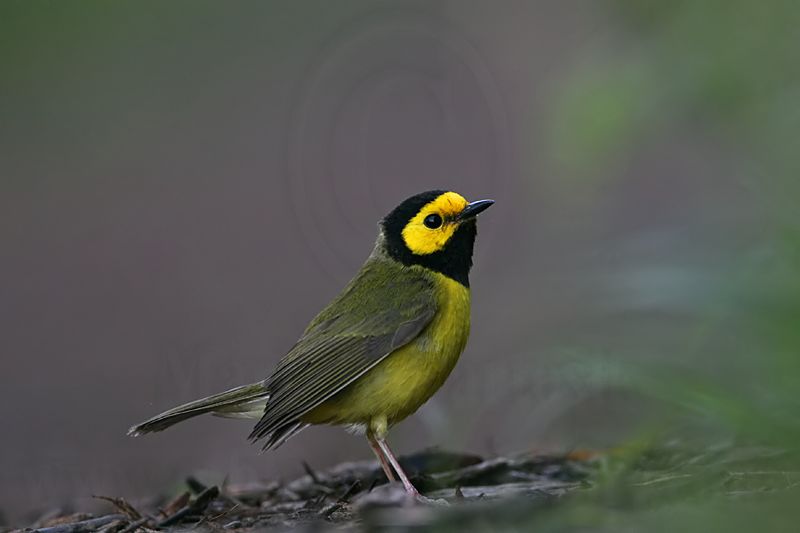 _MG_1251 Hooded Warbler.jpg