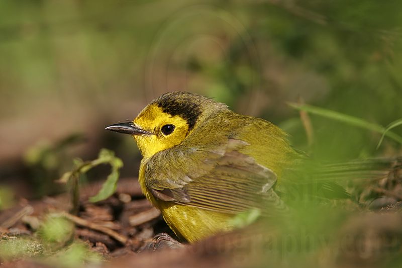 _MG_2302 Hooded Warbler.jpg