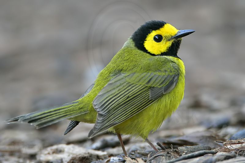 _MG_2995 Hooded Warbler.jpg