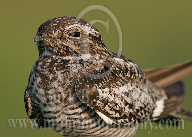 3669183 Common Nighthawk.jpg