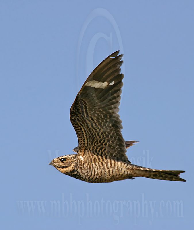 3736597 Common Nighthawk.jpg