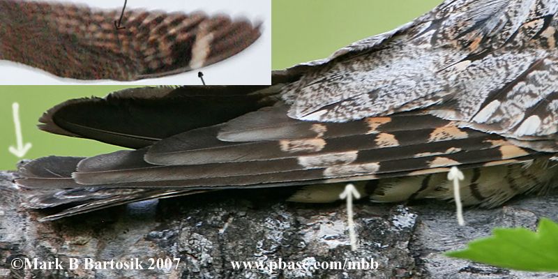 Lesser Nighthawk.jpg