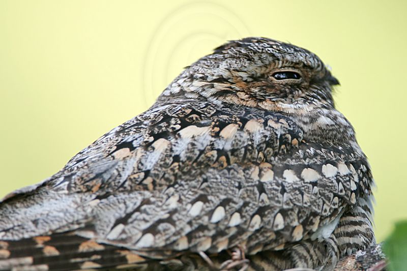 _MG_3371 Lesser Nighthawk.jpg