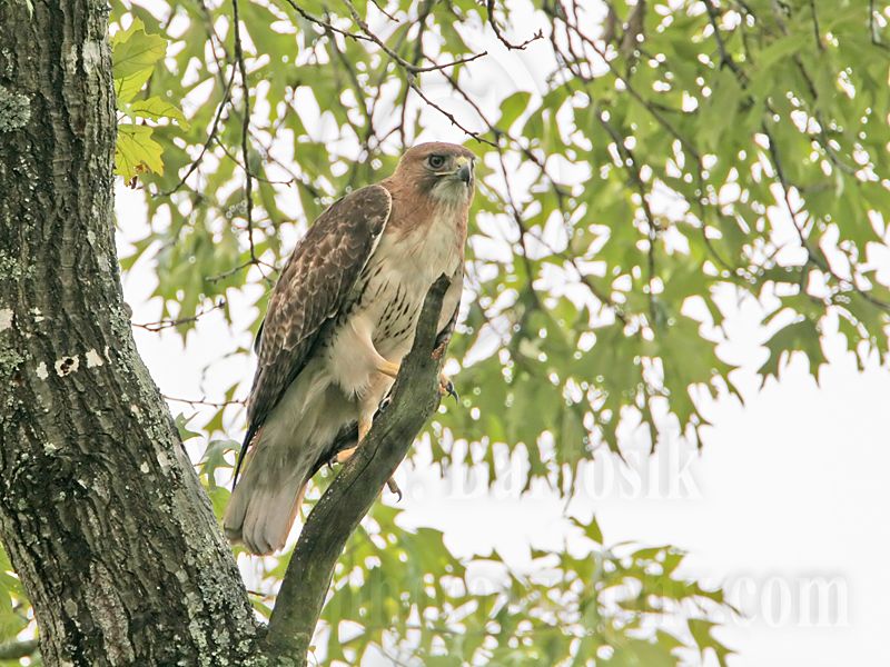 _MG_8743 Red-tailed Hawk.jpg