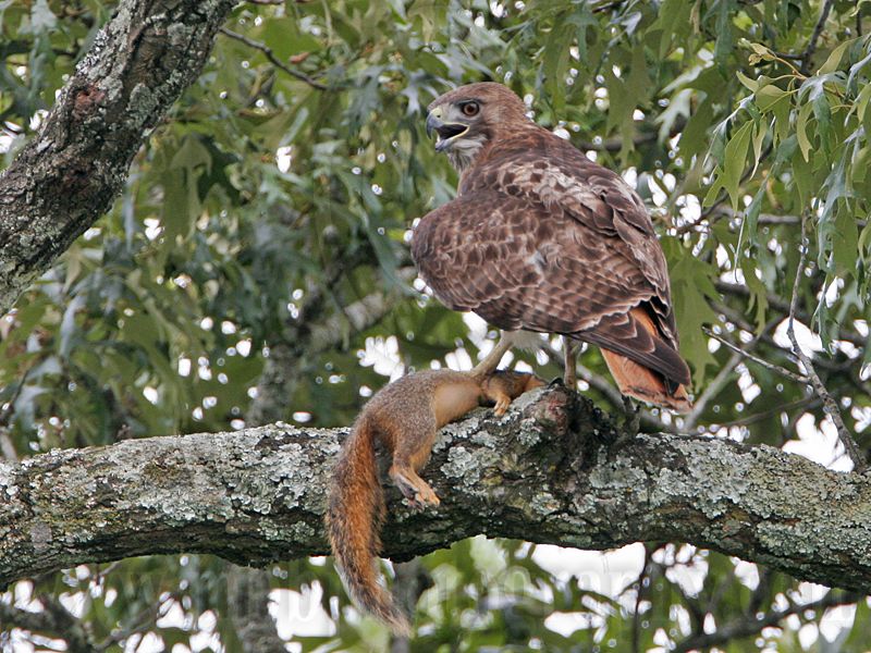 _MG_8887 Red-tailed Hawk.jpg