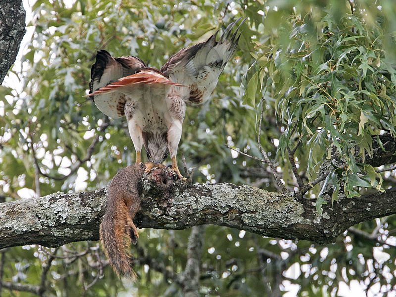 _MG_8992 Red-tailed Hawk.jpg