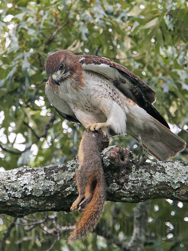 _MG_9211 Red-tailed Hawk.jpg