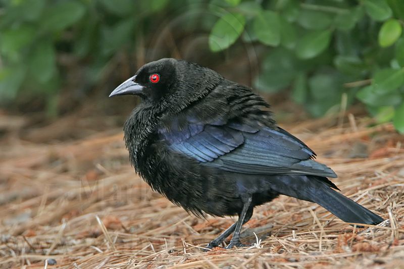 _MG_9375 Bronzed Cowbird.jpg