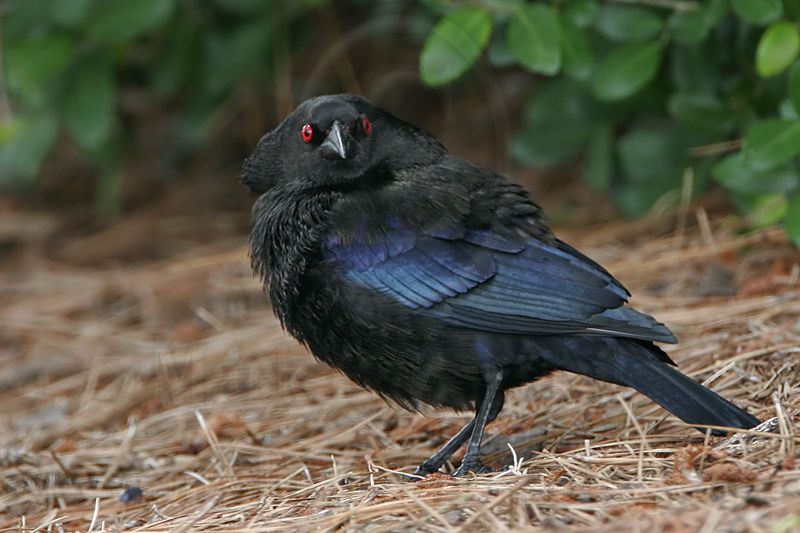 _MG_9378 Bronzed Cowbird.jpg
