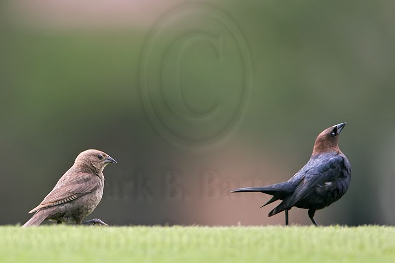 _MG_9414 Brown-headed Cowbird.jpg