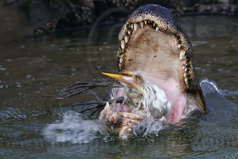 _MG_3013 American Alligator & Great Egret chick.jpg