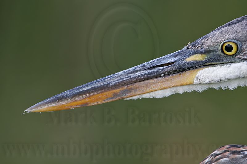 _MG_0421 Great Blue Heron.jpg