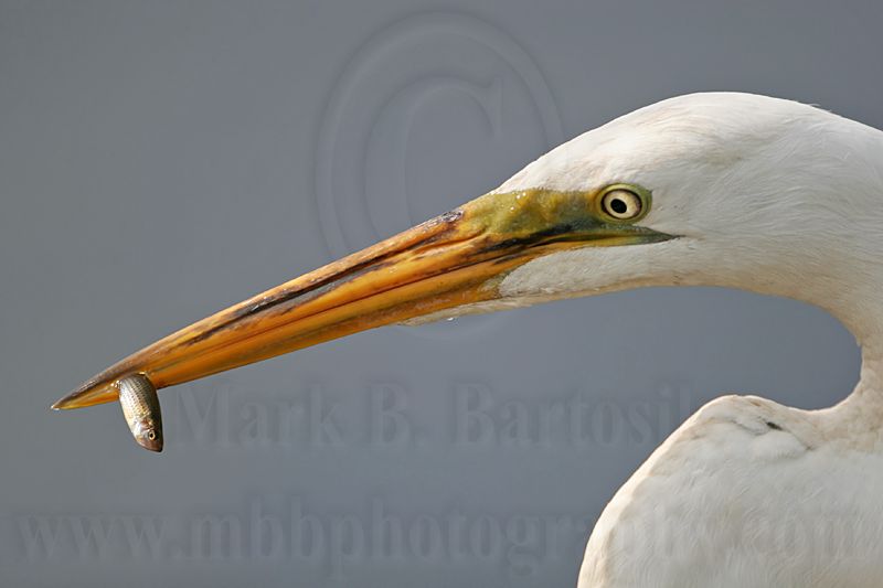 _MG_9423 Great Egret.jpg