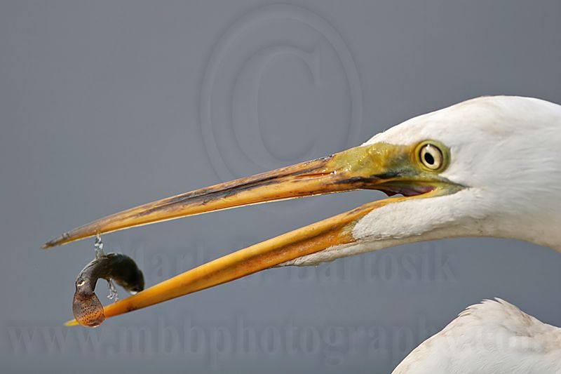 _MG_9459 Great Egret.jpg
