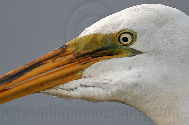 _MG_9462 Great Egret.jpg