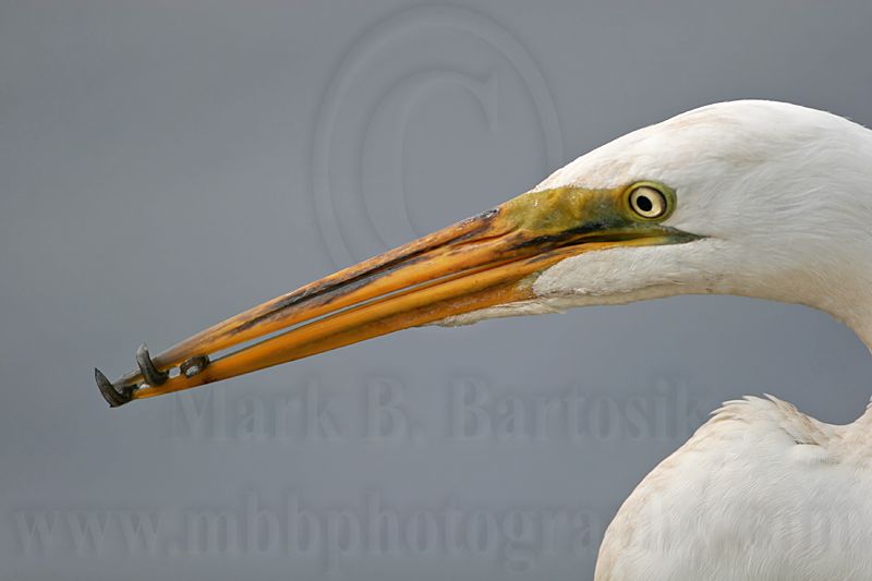 _MG_9474 Great Egret.jpg