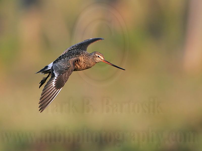 _MG_0118 Hudsonian Godwit.jpg