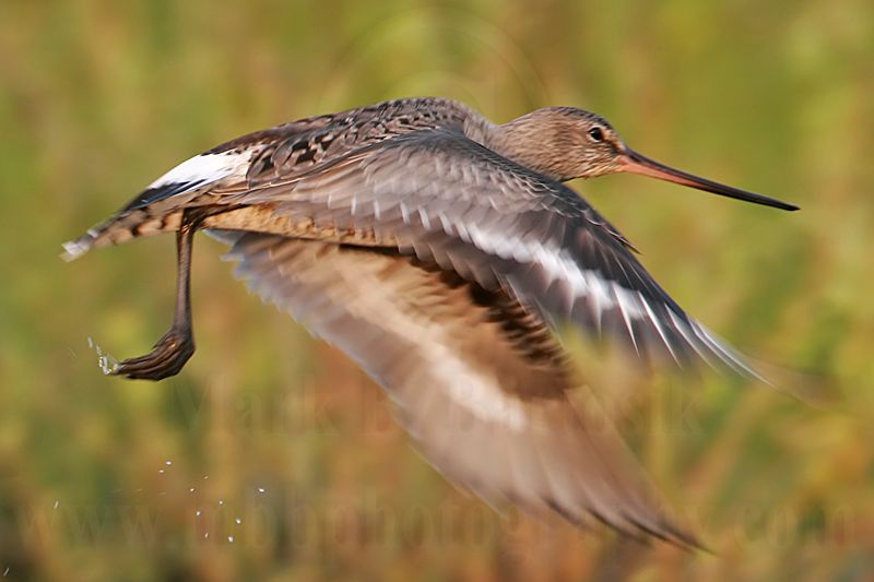 _MG_0292 Hudsonian Godwit.jpg