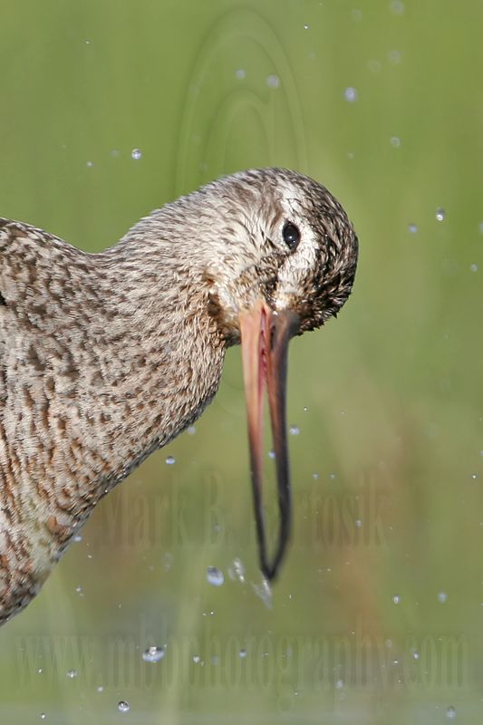 _MG_9301crop Hudsonian Godwit.jpg