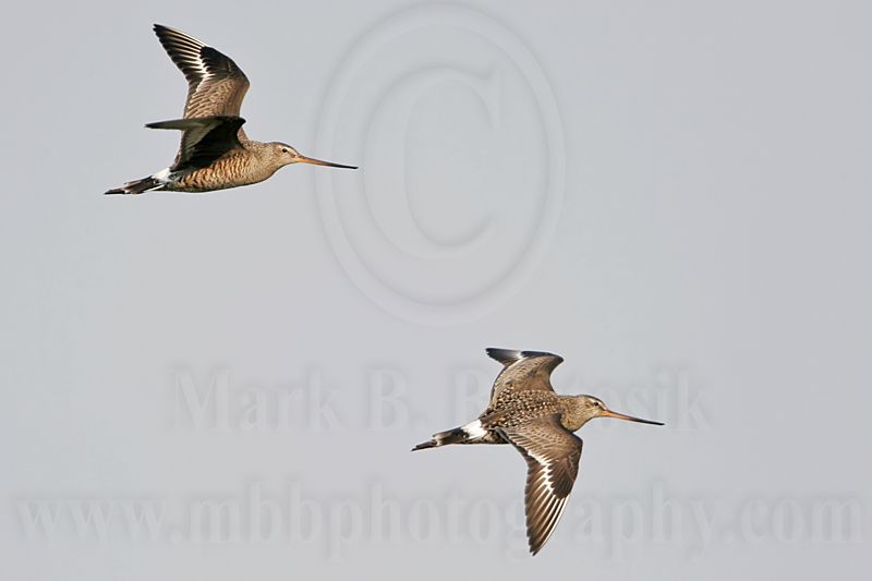 _MG_9689 Hudsonian Godwit.jpg