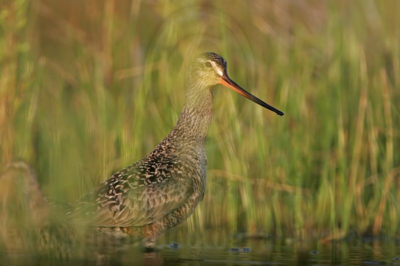 _MG_9952 Hudsonian Godwit.jpg