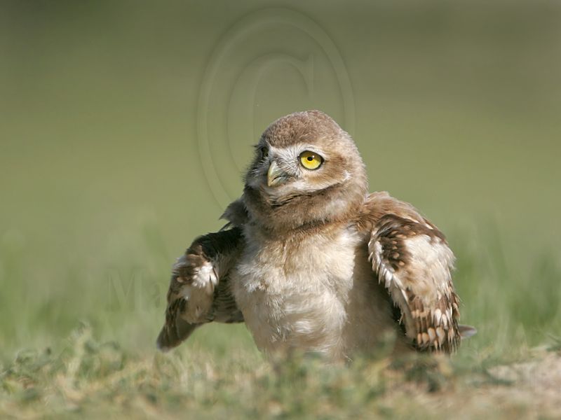 _MG_6856 Burrowing Owl.jpg