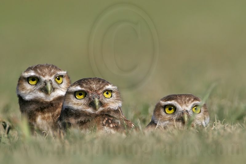 _MG_7322 Burrowing Owl.jpg