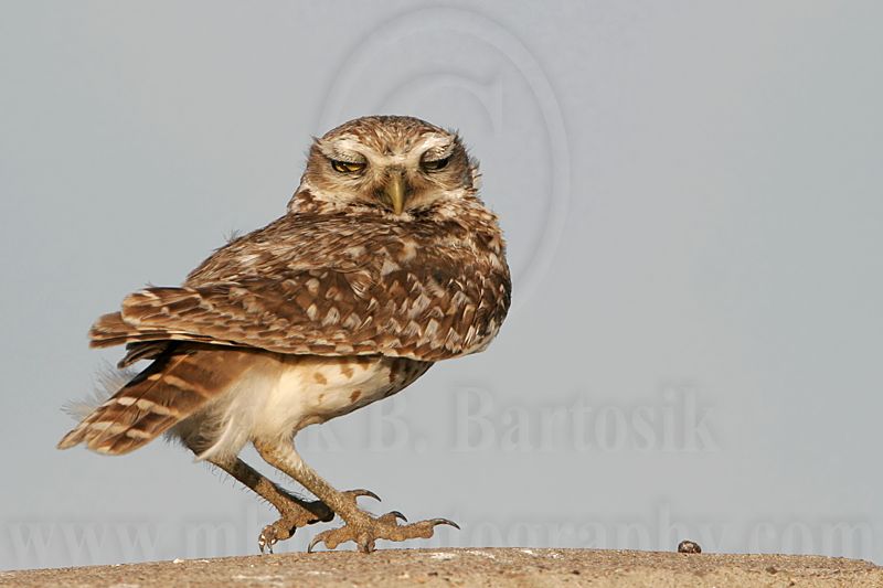 _MG_8311 Burrowing Owl.jpg