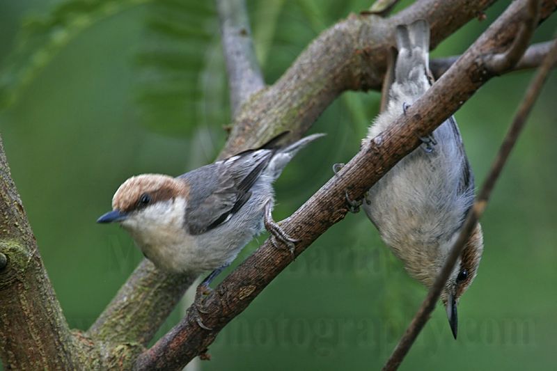 _MG_6203 Brown-headed Nuthatch.jpg