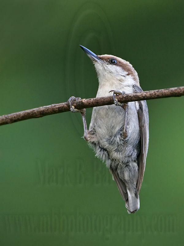 _MG_6208 Brown-headed Nuthatch.jpg
