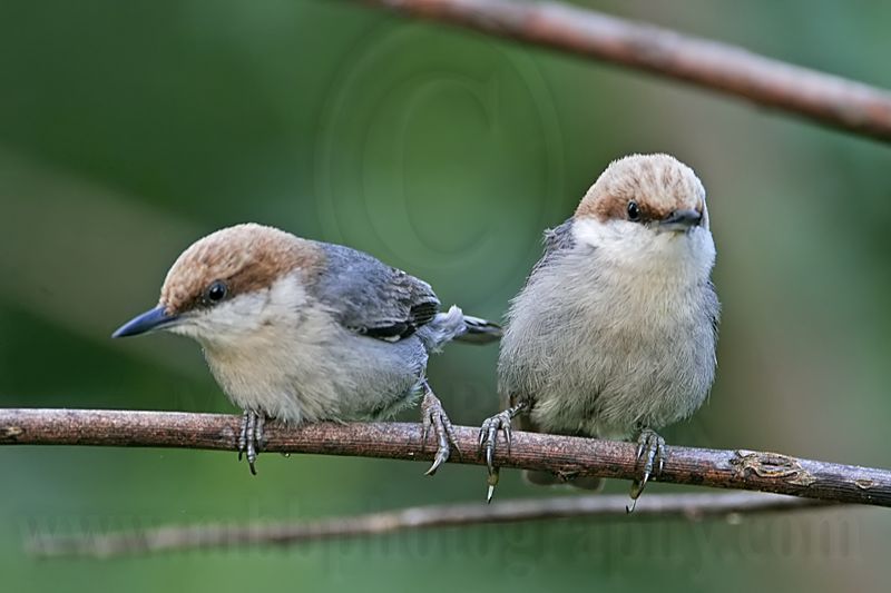 _MG_6291 Brown-headed Nuthatch.jpg