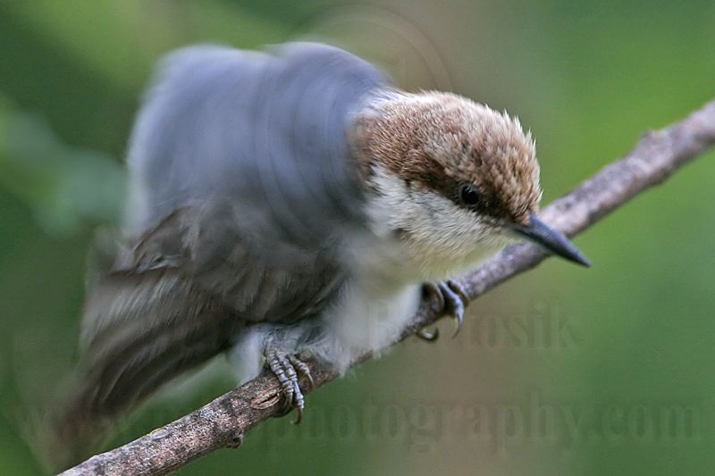 _MG_6418 Brown-headed Nuthatch.jpg
