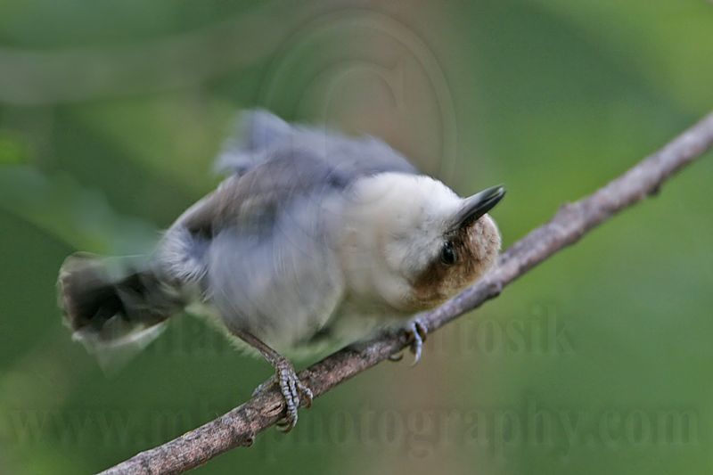 _MG_6419 Brown-headed Nuthatch.jpg
