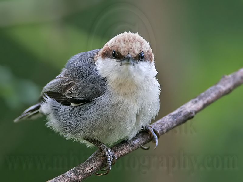 _MG_6424 Brown-headed Nuthatch.jpg