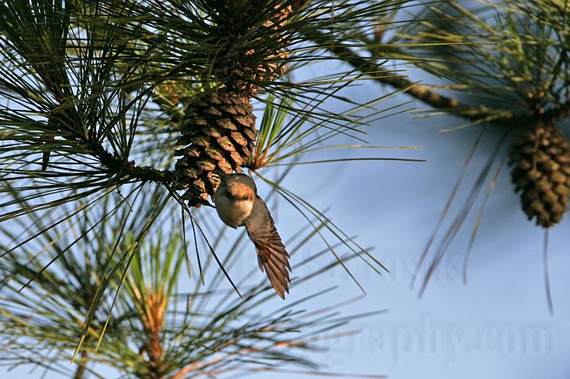 _MG_6474 Brown-headed Nuthatch.jpg