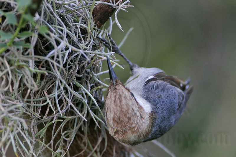 _MG_6491 Brown-headed Nuthatch.jpg