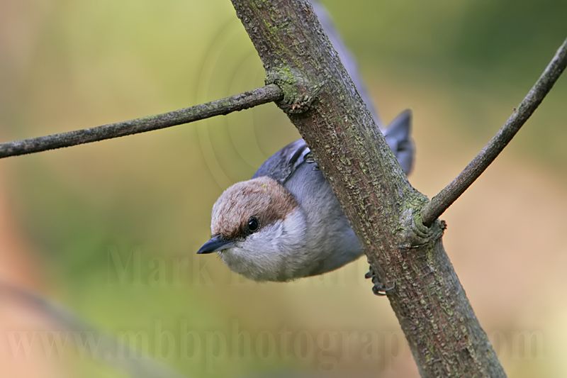 _MG_6545 Brown-headed Nuthatch.jpg