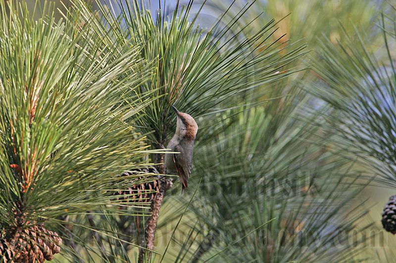 _MG_6631 Brown-headed Nuthatch.jpg