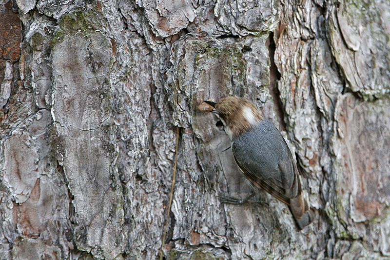 _MG_6724 Brown-headed Nuthatch.jpg