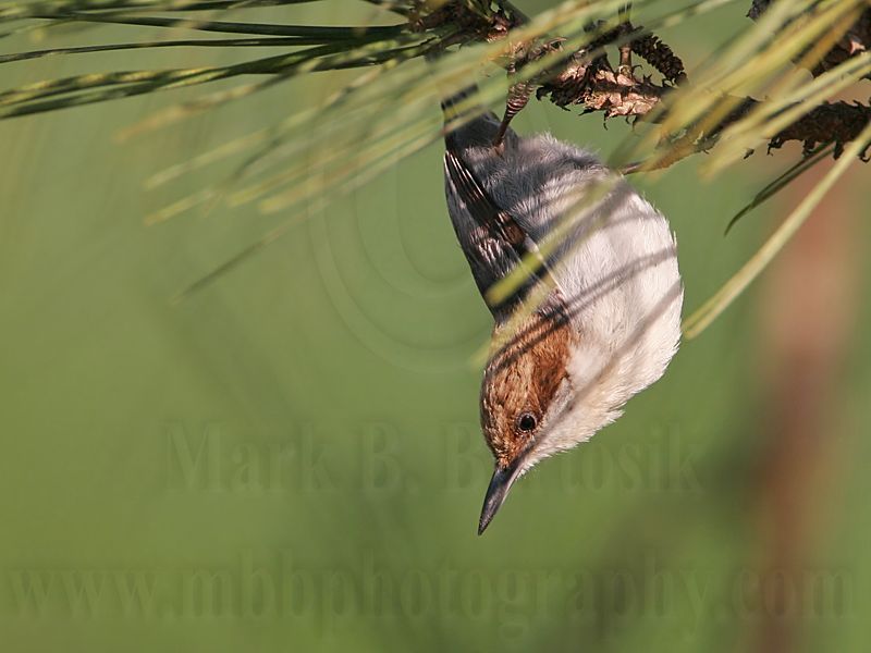 _MG_6833 Brown-headed Nuthatch.jpg