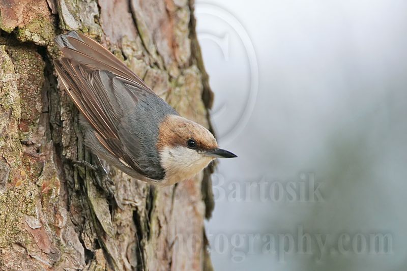 _MG_6874 Brown-headed Nuthatch.jpg