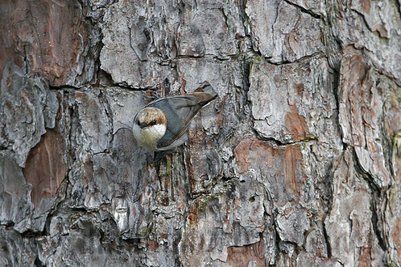 _MG_6913 Brown-headed Nuthatch.jpg