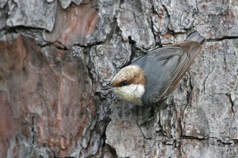_MG_6989 Brown-headed Nuthatch.jpg