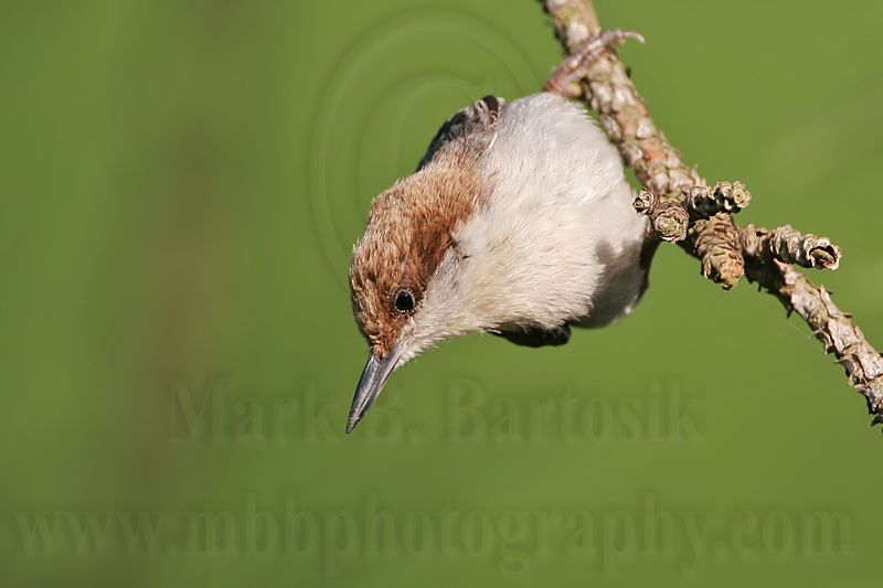 _MG_7040 Brown-headed Nuthatch.jpg