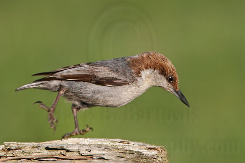 _MG_7049 Brown-headed Nuthatch.jpg