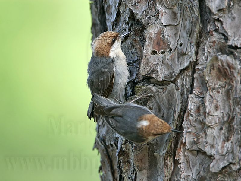 _MG_7055 Brown-headed Nuthatch.jpg